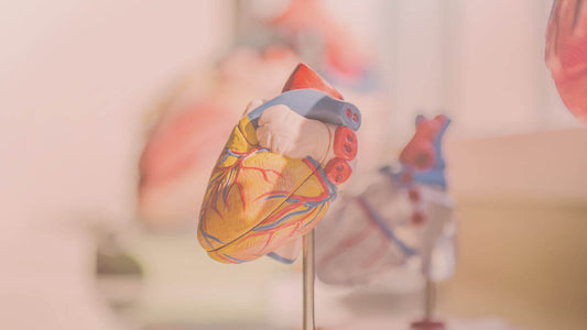 Healing Heart Disease in Menopause with Probiotics